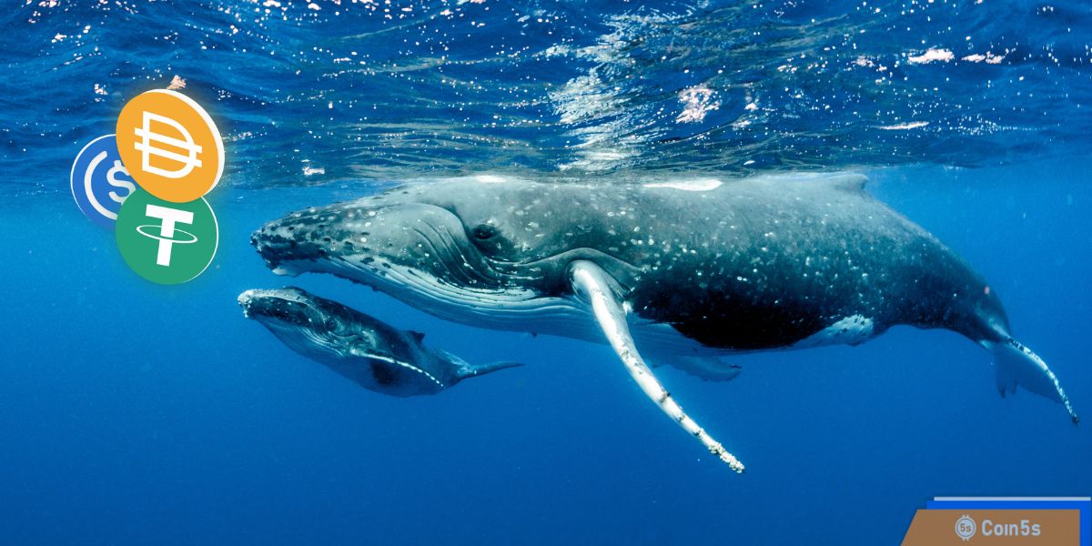 Có phải cá voi đang tích lũy stablecoin để chuẩn bị bắt đáy?